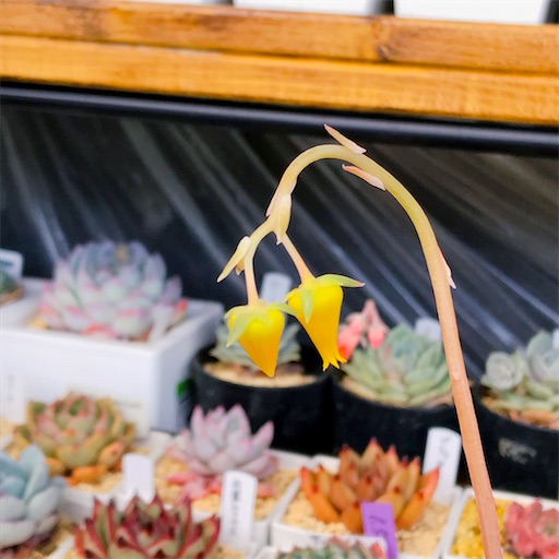 f:id:you-pon:20210521000336j:plain