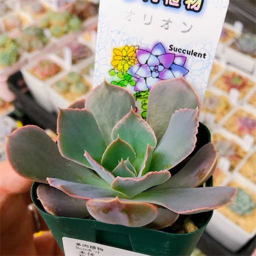 f:id:you-pon:20210521000907j:plain