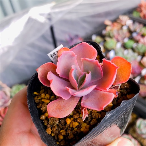 たにログ228 値下げされた徒長多肉のチョンパは購入してすぐ 育ててから やもまる夫婦はベランダで多肉まみれ