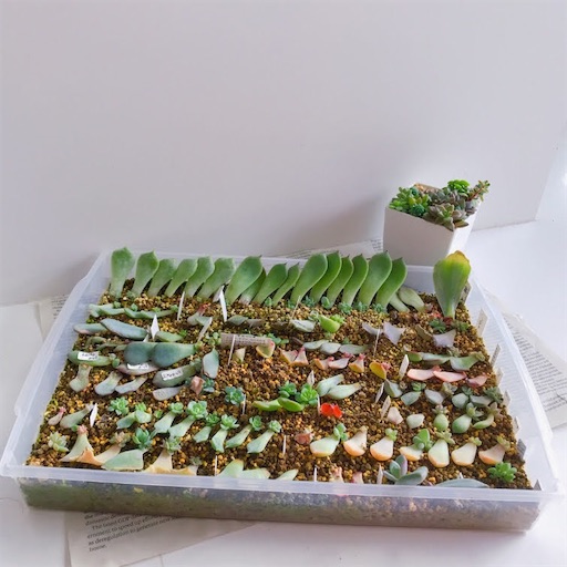 たにログ230 【葉挿しの管理】品種別に黒ポットで管理！葉挿しの枚数が