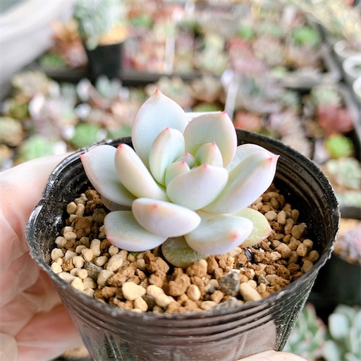 たにログ230 【葉挿しの管理】品種別に黒ポットで管理！葉挿しの枚数が