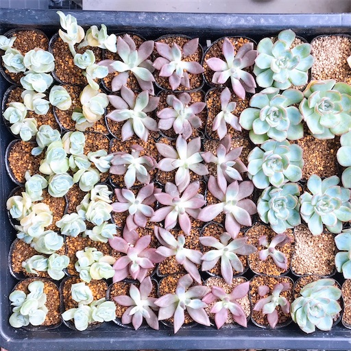 そのまま飾れる多肉植物寄せ植え ラブリーローズ入 船形ロング木鉢 