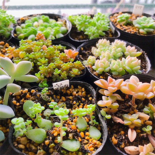 たにログ253 梅雨〜夏の多肉室内管理に向けてアマテラスLEDの