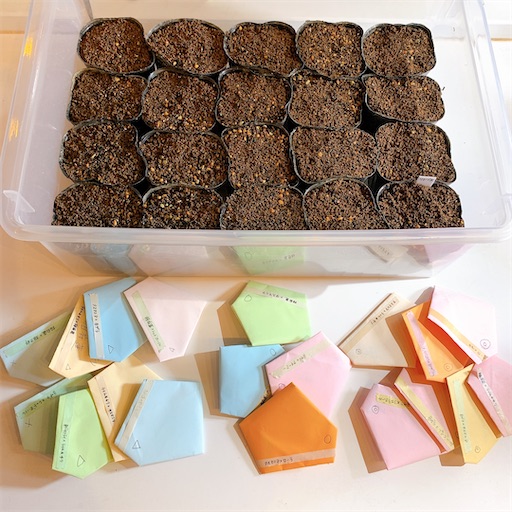 たにログ254 【多肉の種】エケベリア実生の下準備！土の用意から発芽