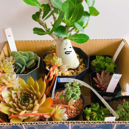 たにログ257 【塊根植物】多肉狩りの戦利品と塊根植物のコーデックスが