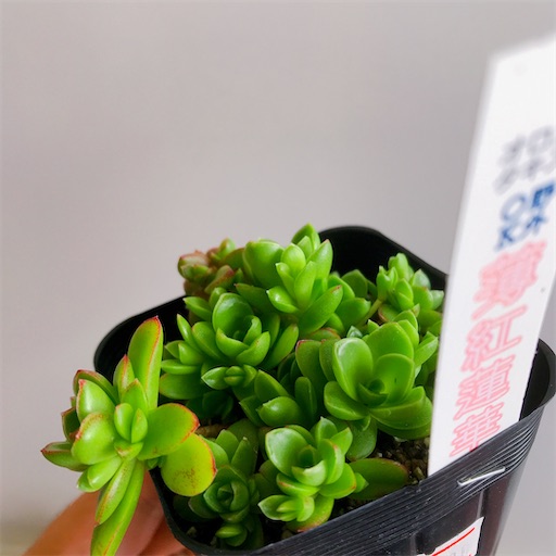 たにログ257 【塊根植物】多肉狩りの戦利品と塊根植物のコーデックスが