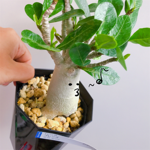 たにログ257 【塊根植物】多肉狩りの戦利品と塊根植物のコーデックスが
