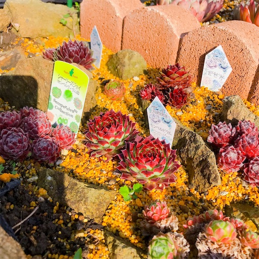 紅すいれん　センペルビウム　多肉植物 紅すいれん センペルビウム 多肉植物 紅すいれんセンペルビウム