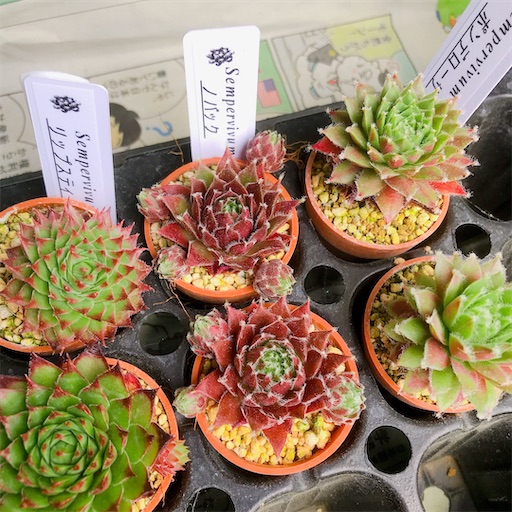 超絶希少！◇親株◇多肉植物シリーズ・アガベ属・ビルモニニアナ綴化inわけけのお店 たにログ264 【多肉狩りスポット】新規オープン！岩組みとアガベが