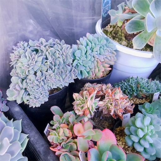 たにログ270 【綴化】キモカワ？希少価値が高い？！一点物に育つ綴化