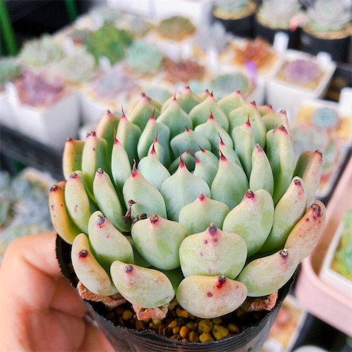 たにログ271 【顔違い】同じ品種なのに全然違う顔をしている多肉