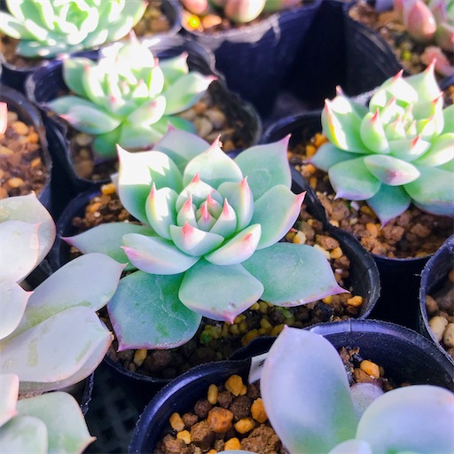 多肉植物 エケベリア ティッピー 抜き苗 爪が可愛い‪(*ˊᵕˋ* )‬