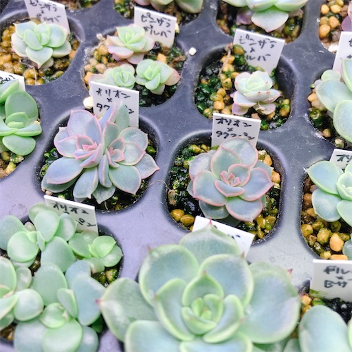 多肉植物 令和5年自宅実生2代目混合交配種子 産量多い 40円/粒 注文よろしく 多肉植物 令和5年自宅実生2代目混合交配種子 産量多い 40円/粒 注文