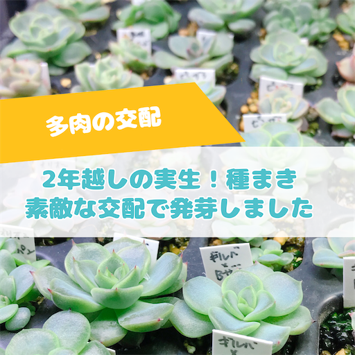 ☆☆コレクタ錦＊糊斑＊実生＊古株☆ たにログ305 【多肉の実生】2年前の古い種は発芽する？素敵な