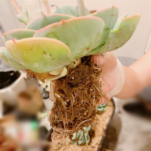 たにログ311 七福神を増やしたい！超有名普及種の七福神丼を作るときに