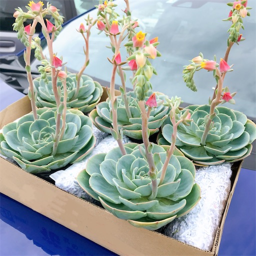 エケベリア 七福神 Imbricata 抜き苗発送　七福神丼（鉢ごと） エケベリア 七福神 Echeveria 'Imbricata'｜多肉植物図鑑