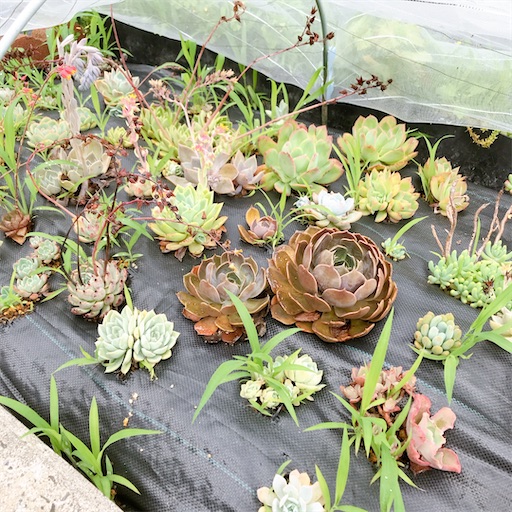 Top【選抜株】多肉植物　24631サン　ゴッド 24個　鉢無し/脱土 たにログ313 【佐渡地植え多肉】雑草のメンテナンス！大型トンネルで