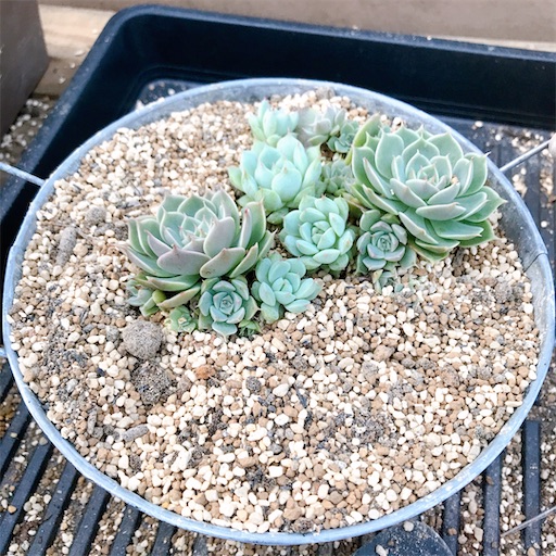 たにログ317 マーガレットレッピンは魅力的な普及種！育てやすく