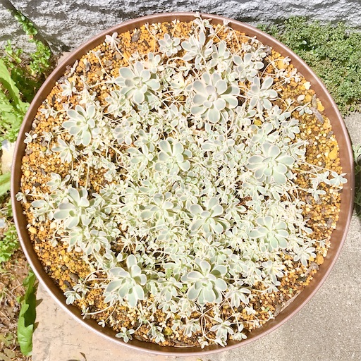 鏡花 子持ち蓮華錦 子持ち蓮華錦をお迎えしました！ | みどりんの多肉