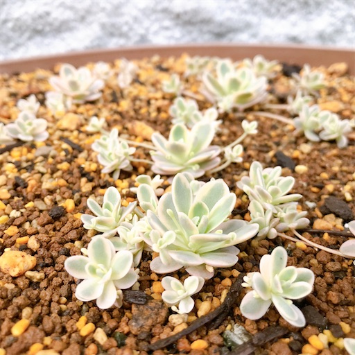 たにログ322 【鏡花丼】リキダス効果？！子持ち蓮華鏡花をモリモリに
