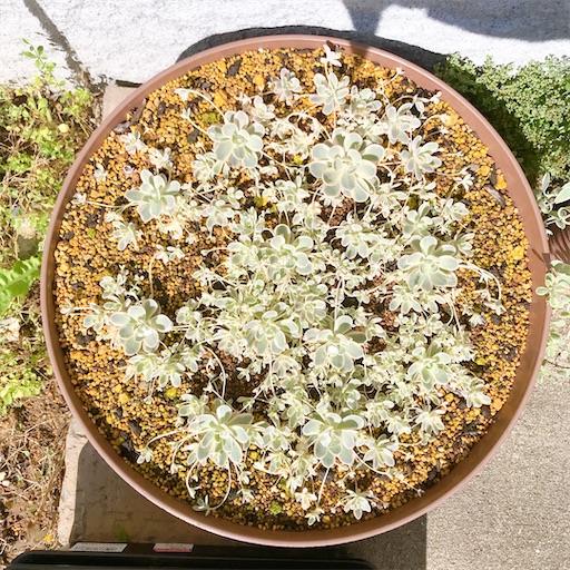 たにログ322 【鏡花丼】リキダス効果？！子持ち蓮華鏡花をモリモリに