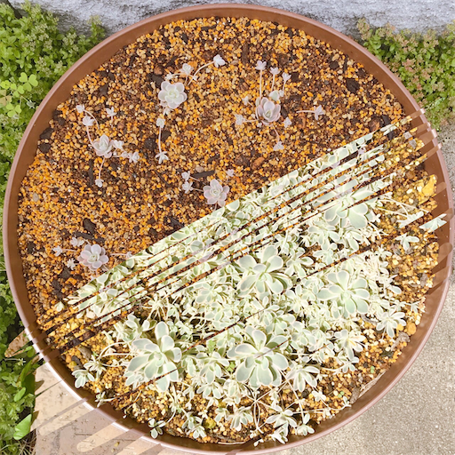 間もなく締め切り〆子持ち蓮華錦 鏡花 抜き苗 多肉植物 子持ち蓮華錦