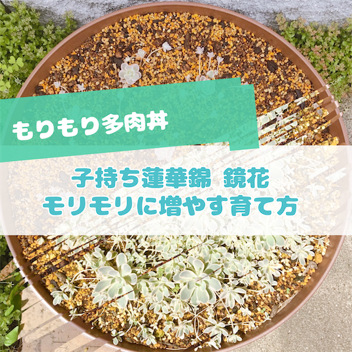 たにログ322 【鏡花丼】リキダス効果？！子持ち蓮華鏡花をモリモリに