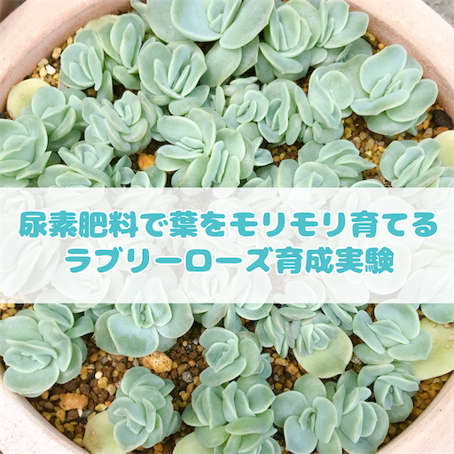 たにログ324 即効性抜群！多肉を成長させる尿素肥料×ラブリーローズ