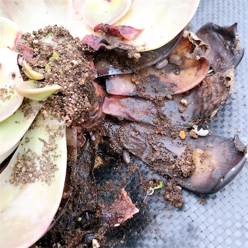 たにログ337 高温多湿で蒸れた多肉植物をクロアリが食害して巣にしてい