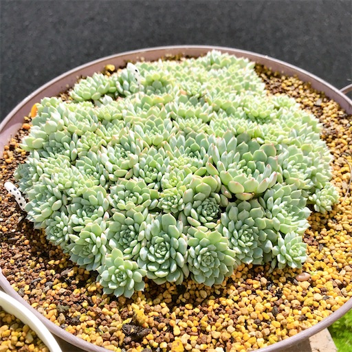 たにログ348 大型群生株の植え替え方法！クランベリー丼の育て方 - や