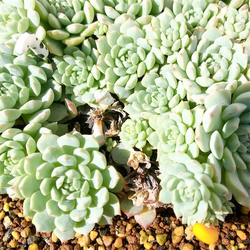 クランベリー 多肉植物 9c8aed1e55ff20aae55b9e7bfce1b4