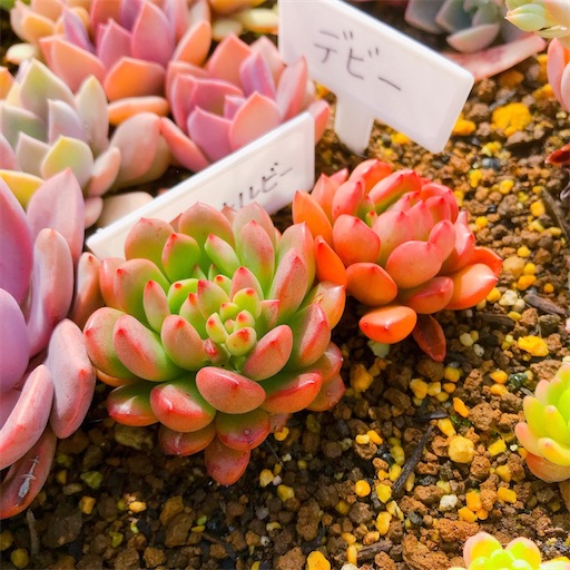 ダイソー ピンクルルビー 植え替え