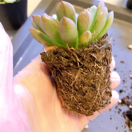 ダイソー ピンクルルビー 植え替え