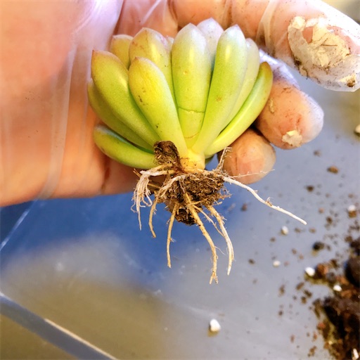 ダイソー ピンクルルビー 植え替え