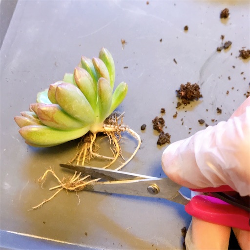 ダイソー ピンクルルビー 植え替え