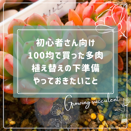 ダイソー ピンクルルビー 植え替え
