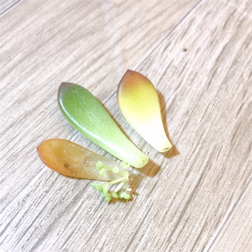 ダイソー ピンクルルビー 葉挿し