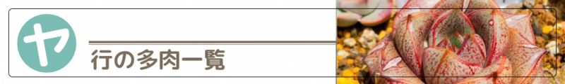 ダイソー 多肉図鑑 多肉一覧 ヤ行