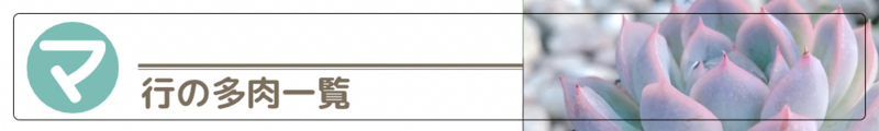 ダイソー 多肉図鑑 多肉一覧 マ行