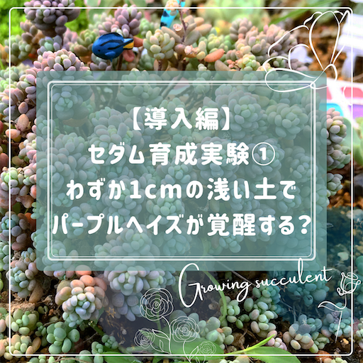 10カット】セダム『パープルヘイズ』根なし 1〜1.5㌢程 とても小さい