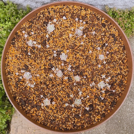 たにログ354 子持ち蓮華鏡花のお手入れ方法！間引いて無限に増やす