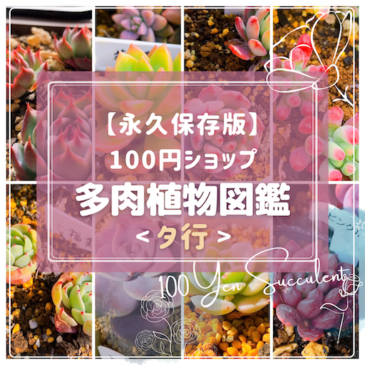ダイソー 100均 多肉図鑑 多肉まとめ 多肉植物 一覧