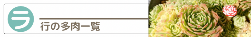 ダイソー 多肉図鑑 多肉一覧 ラ行