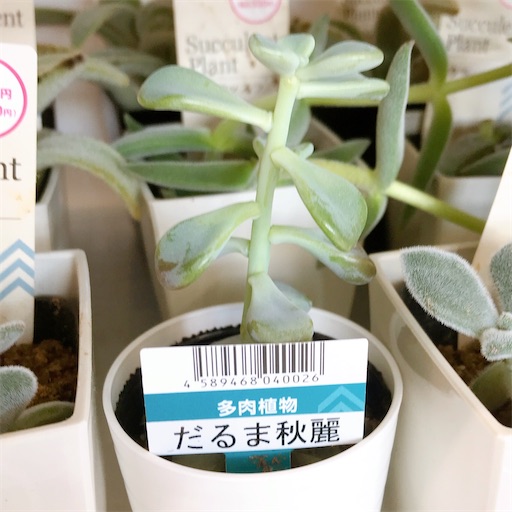 だるま秋麗