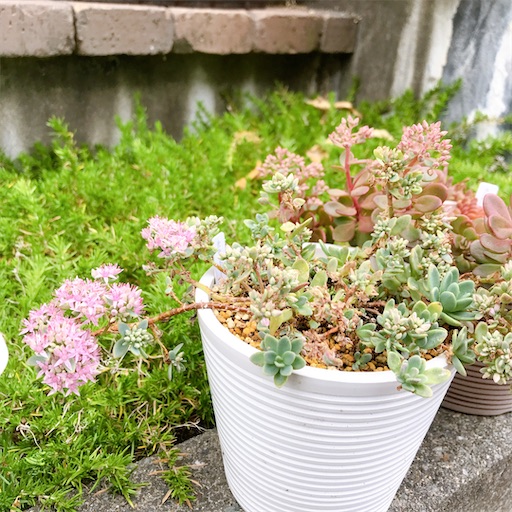 たにログ367 ミセバヤ日本に自生する多肉植物！ミセバヤは夏が苦手で