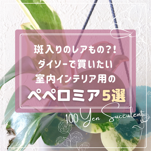 ダイソー ペペロミア レア 斑入り