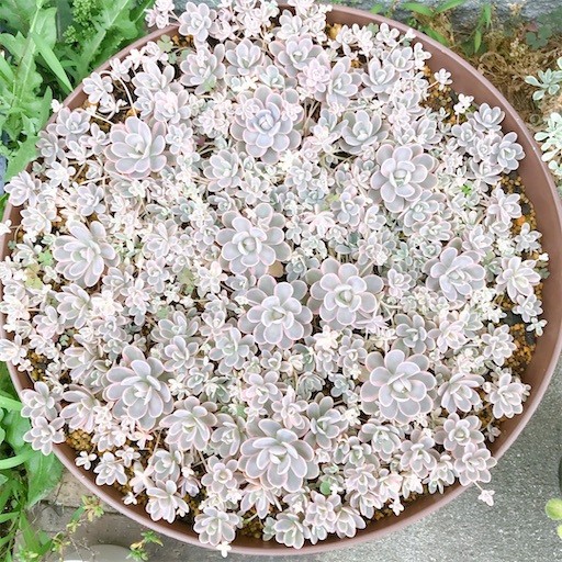 間もなく締め切り〆子持ち蓮華錦 鏡花 抜き苗 多肉植物 多肉植物☆子持ち蓮華錦 鏡花☆抜き苗② 間もなく締め切り〆子持ち蓮華