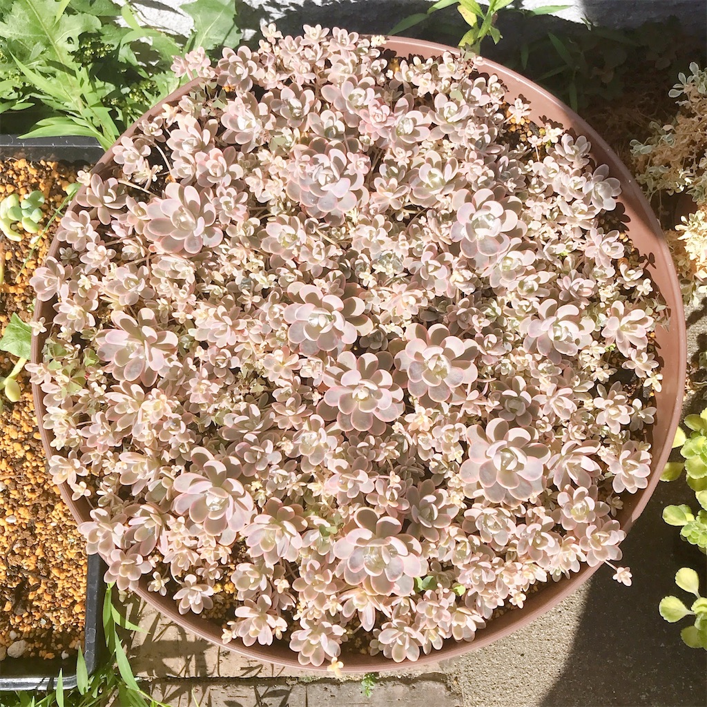 ご確認用❁¨̮ 鏡花 子持ち蓮華錦