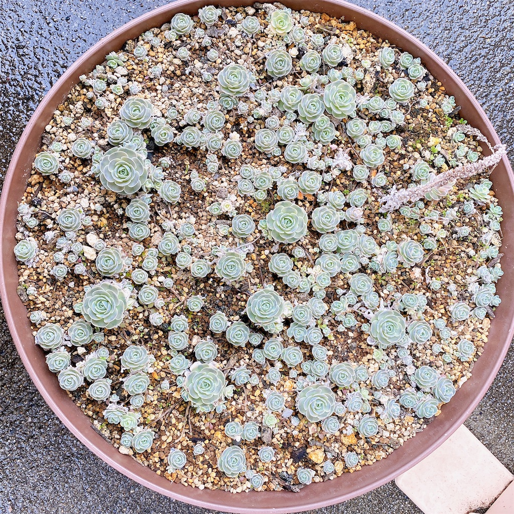 多肉ログ385 子持ち蓮華 鏡花の斑が抜ける？！休眠明け春のお手入れ