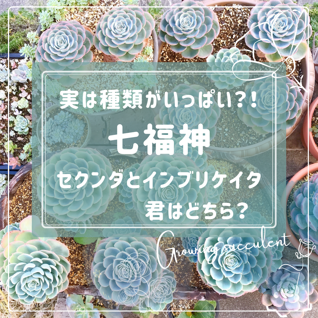 たにログ388 種類がいっぱい七福神！セクンダそれともインブリケイタ